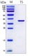 Figure 1. SDS-PAGE analysis of purified T5 product. M, protein ladder (kDa).
