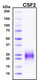 Recombinant Human GM-CSF (CSF2) Protein, GMP Grade