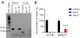 m6A RNA Enrichment & Quantification Kit