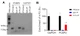 m7G RNA Enrichment & Quantification Kit