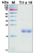 Recombinant Allergen Tri a 18 Protein, Antigen Grade