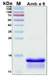 Recombinant Allergen Amb a 6 Protein