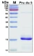 Recombinant Allergen Pru du 5 Protein