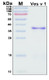 Recombinant Allergen Ves v 1 Protein, Antigen Grade
