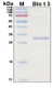 Recombinant Allergen Blo t 3 Protein, Antigen Grade