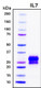 Recombinant Human IL-7 Protein, GMP Grade