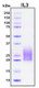 Recombinant Human IL-3 Protein, GMP Grade