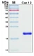 Recombinant Can f 2 Allergen Protein