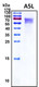 Recombinant Monkeypox Virus A5L Protein, HEK293