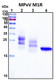 Recombinant Monkeypox Virus M1R Protein, HEK293