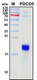 Recombinant Human Programmed Cell Death Protein 5 (PDCD5), HEK293
