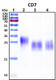 Recombinant Human T-cell antigen CD7, HEK293