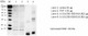 Anti-IL-10 Antibody