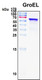 Recombinant Escherichia coli GroEL Protein