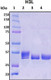 Recombinant Monkeypox Virus Envelope Protein H3L, Biotinylated