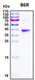 Recombinant Monkeypox Virus B6R Protein, HEK293, Biotinylated