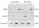 Enrichment of mitochondrial, cytosolic, and nuclear fractions from cultured HeLa and BHK cells.