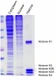 Enrichment of histone proteins following subcellular fractionation.