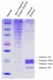 Efficient enrichment of core histone proteins from cultured HeLa cells.
