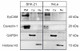 Enrichment of plasma membrane, cytosolic, and nuclear protein fractions from cultured HeLa and BHK-21 cells.