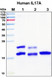 Recombinant Human IL-17A Protein