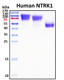 Recombinant Human TrkA (NTRK1) Protein