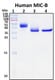 Recombinant Human MICB Protein