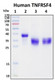 Recombinant Human TNFRSF4 (CD134) Protein