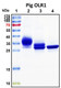 Recombinant Porcine LOX-1 Protein
