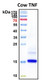 Recombinant Bovine TNF-alpha Protein