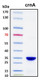 Recombinant Pseudomonas Creatininase Protein