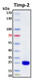 Recombinant Human TIMP-2 Protein