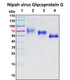 Recombinant Nipah Virus Glycoprotein G