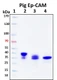 Recombinant Porcine Ep-CAM Protein