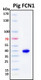 Recombinant Porcine Ficolin-1 Protein