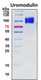 Recombinant Human Uromodulin Protein