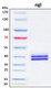 Recombinant Chryseobacterium miricola PNGase F Protein