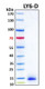 Recombinant Human Protein Ly6-D (LY6G6D) Protein