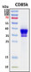 Recombinant Cynomolgus CD85k Antigen Protein