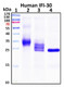 Recombinant Human IFI30 (IP-30) Protein