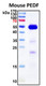Recombinant Mouse Serpin F1 (PEDF) Protein