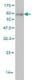 Anti-HDAC1 Antibody
