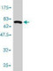 Anti-HDAC11 Antibody