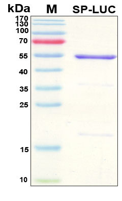 SDS-PAGE
