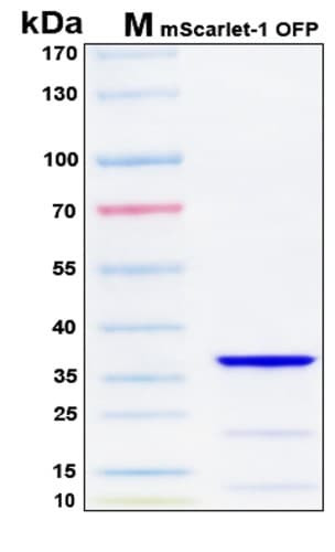 SDS-PAGE Image