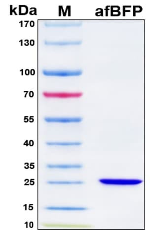 SDS-PAGE Image