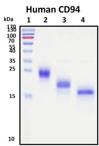 SDS-PAGE Image