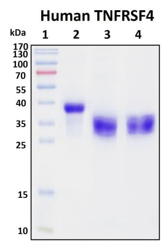 SDS-PAGE Image
