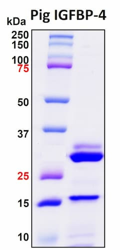 SDS-PAGE Image
