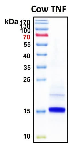 SDS-PAGE Image